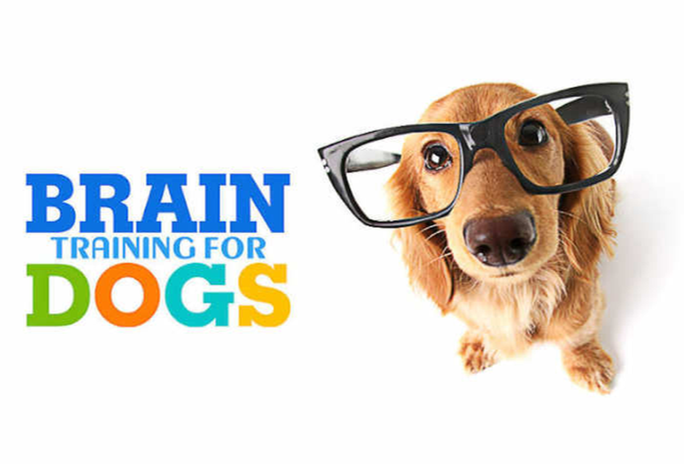 Golden brain trainning dogs